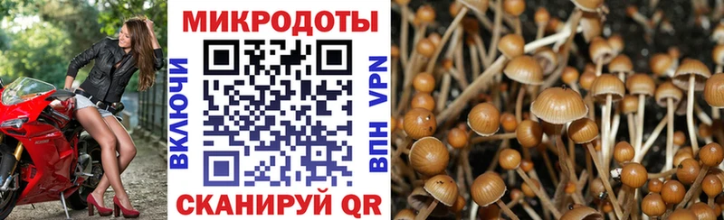 Купить где  Верхний Тагил  Псилоцибиновые грибы Psilocybe 